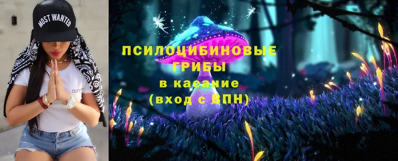 Псилоцибиновые грибы Psilocybine cubensis  где можно купить   Иланский 